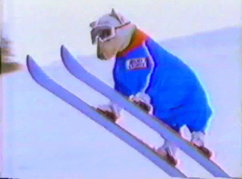 собака на лыжах