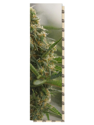 Шкурка для скейтборда Dip Grip 9 X 33 Mary